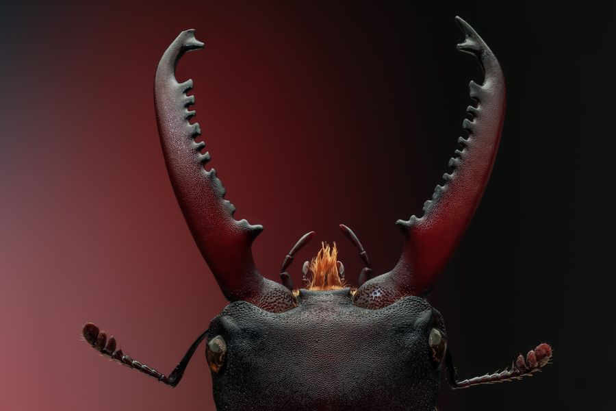 Stag beetle