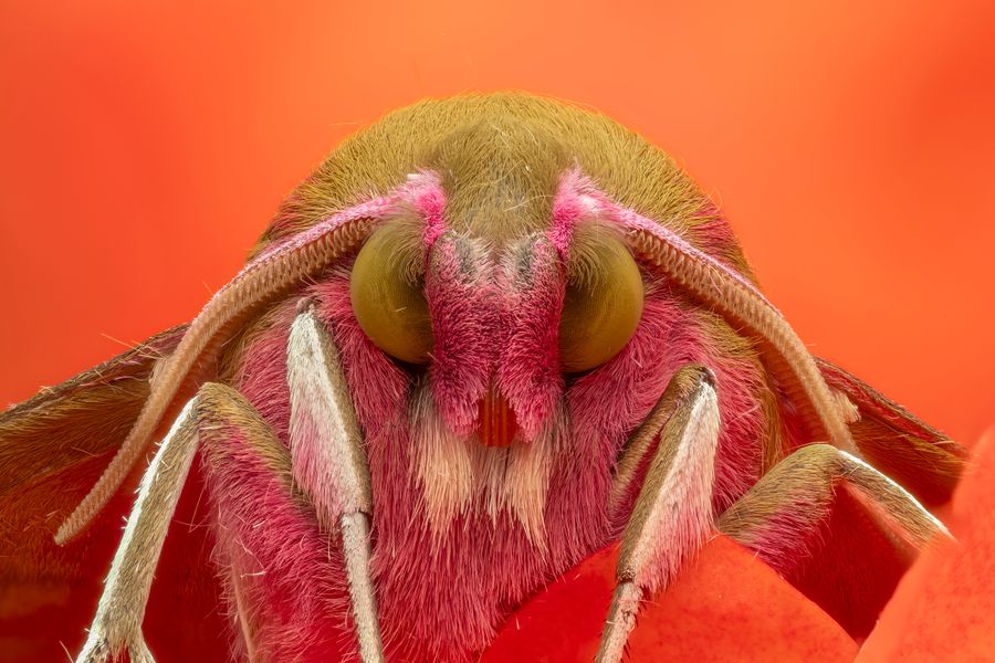 Pink Elephant