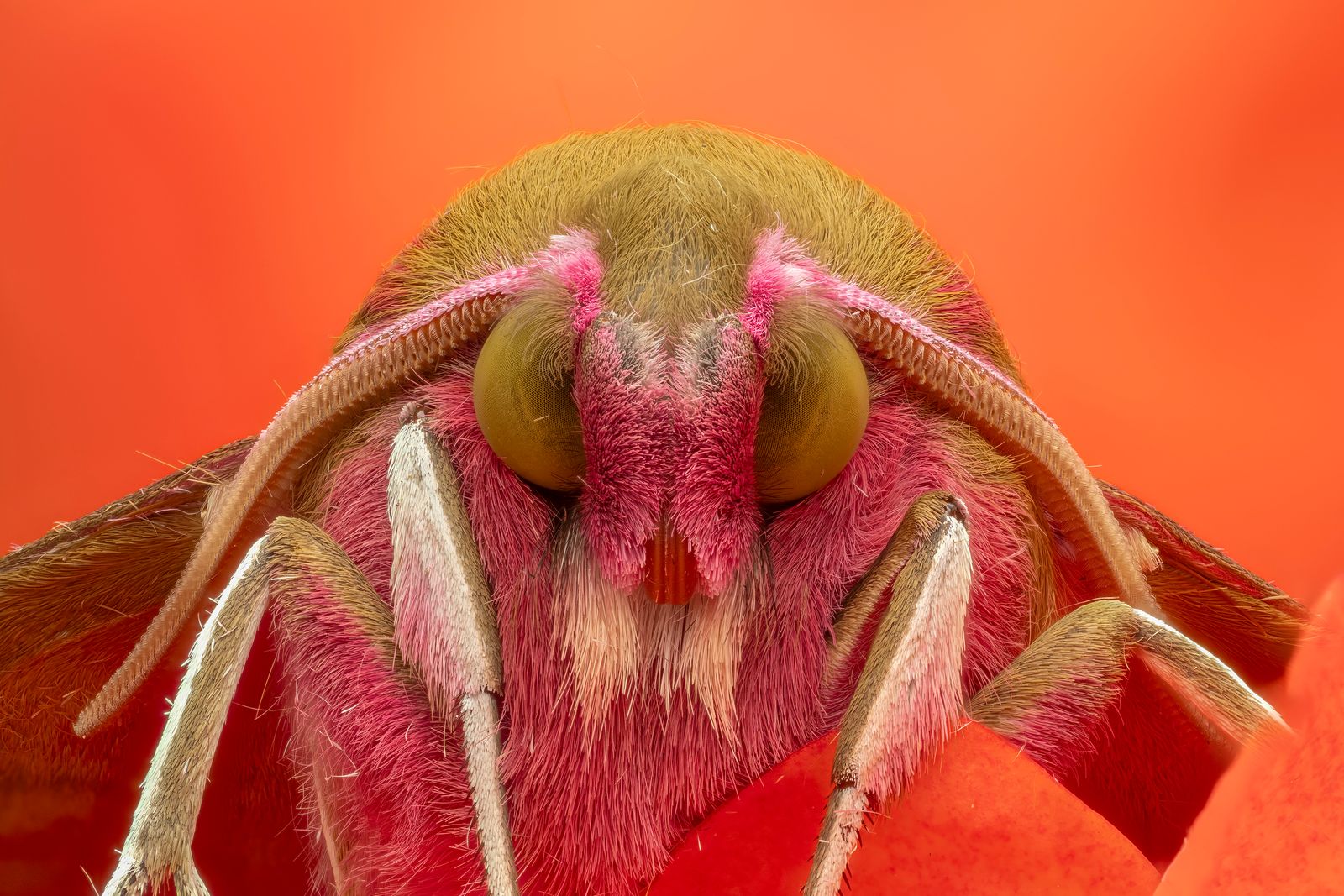 Pink Elephant