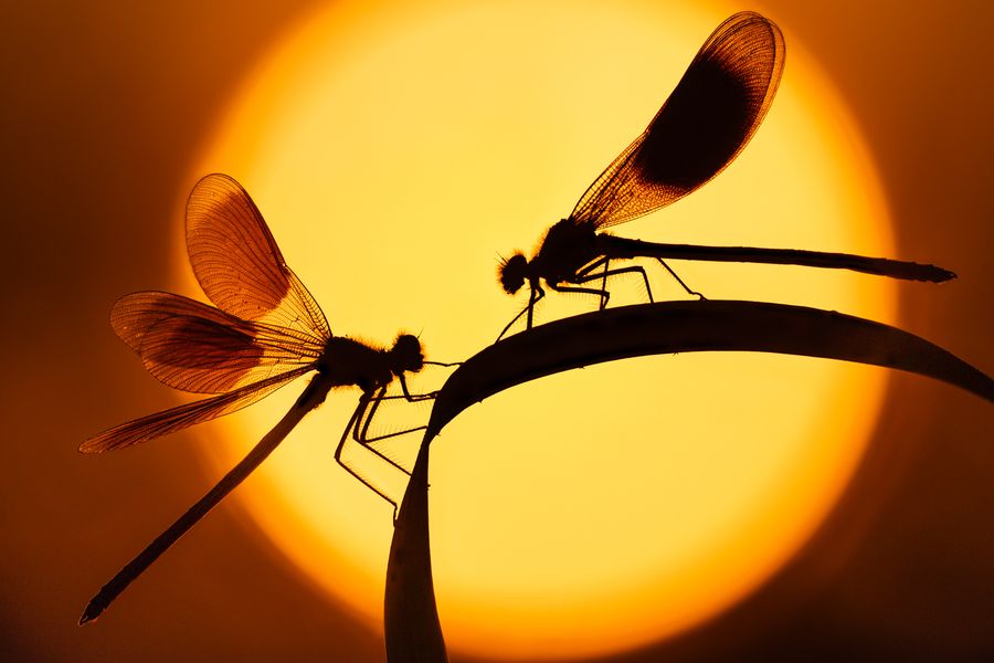 Demoiselles At Dawn