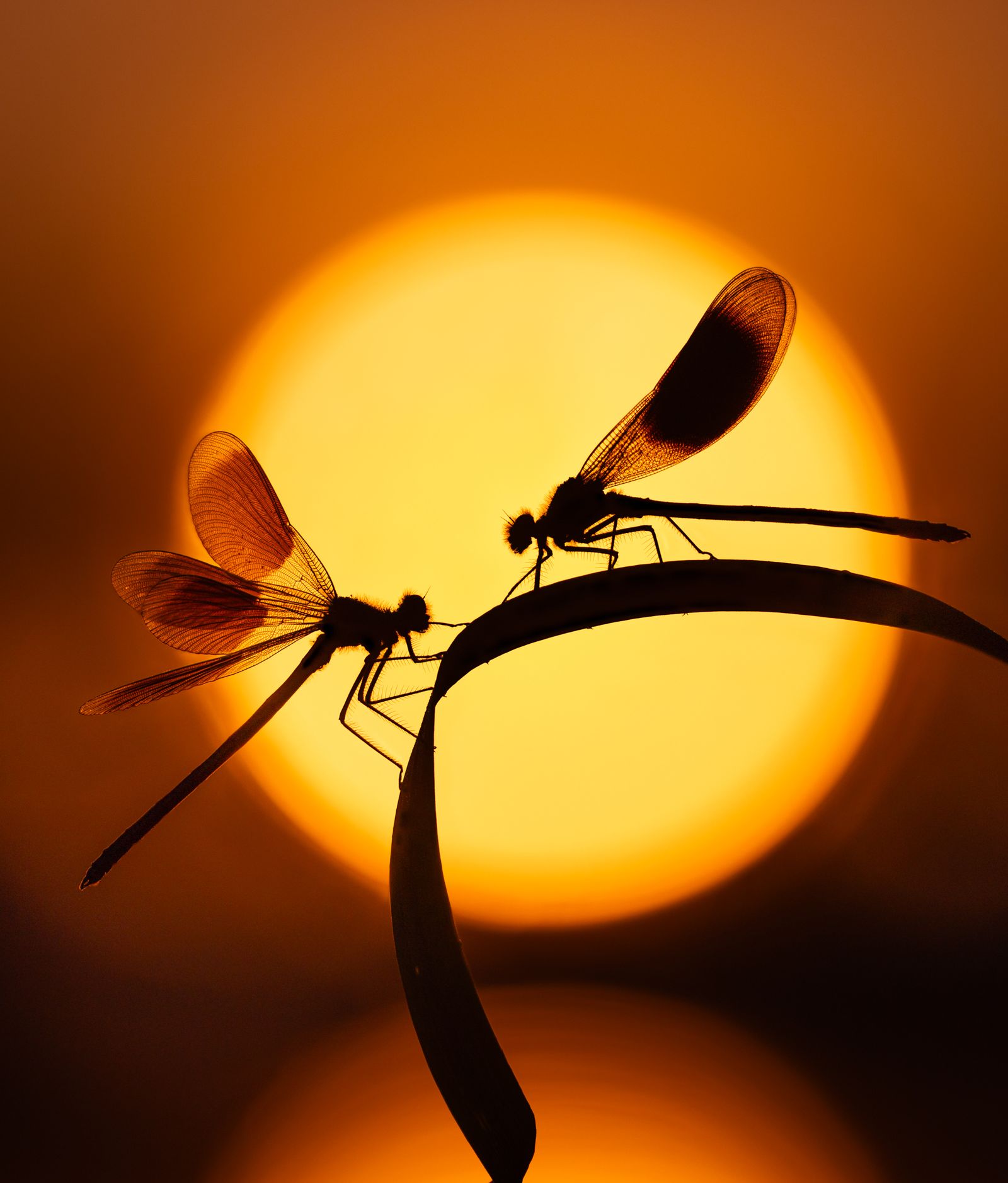 Demoiselles At Dawn
