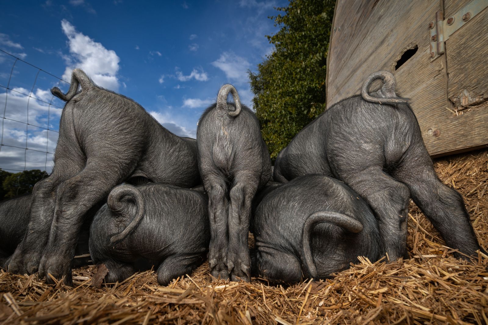 Synchronised Suckling