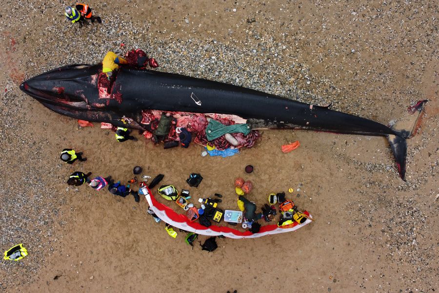 Fin whale autopsy