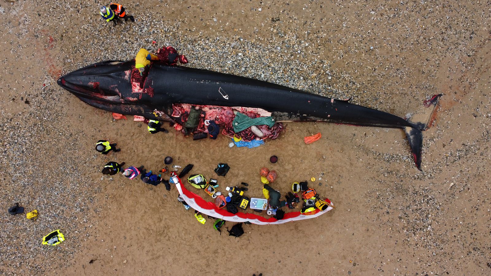 Fin whale autopsy