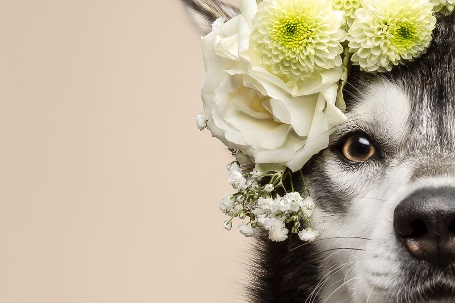 Tails in Bloom