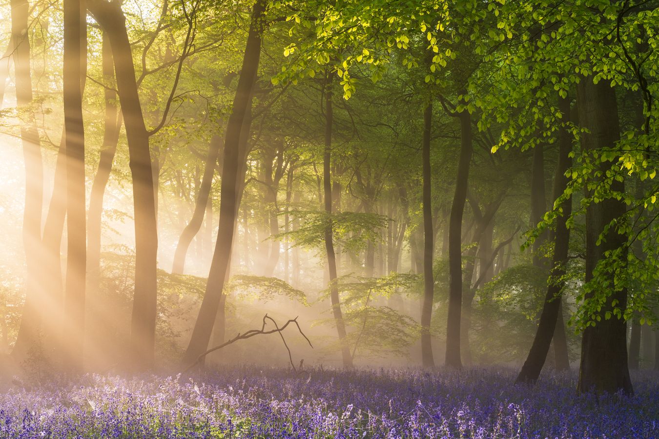 Bluebells at Sunrise