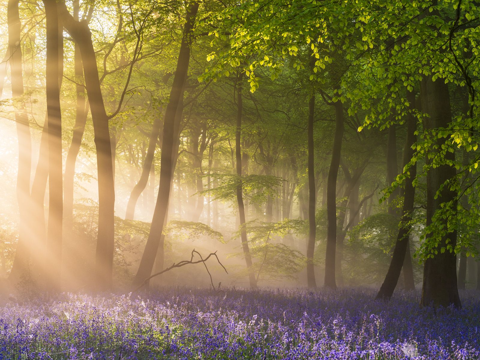 Bluebells at Sunrise