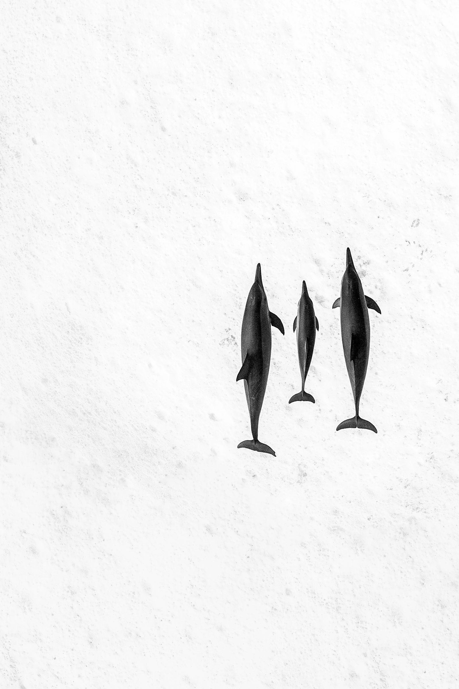 Mummy, Daddy and Baby in formation