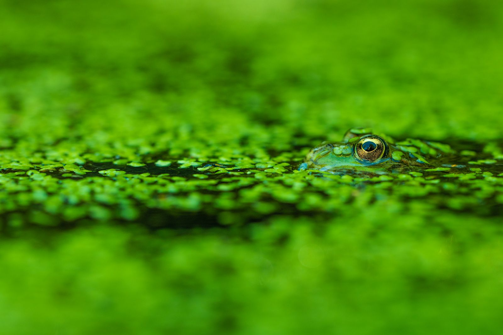 Peaking through the algae