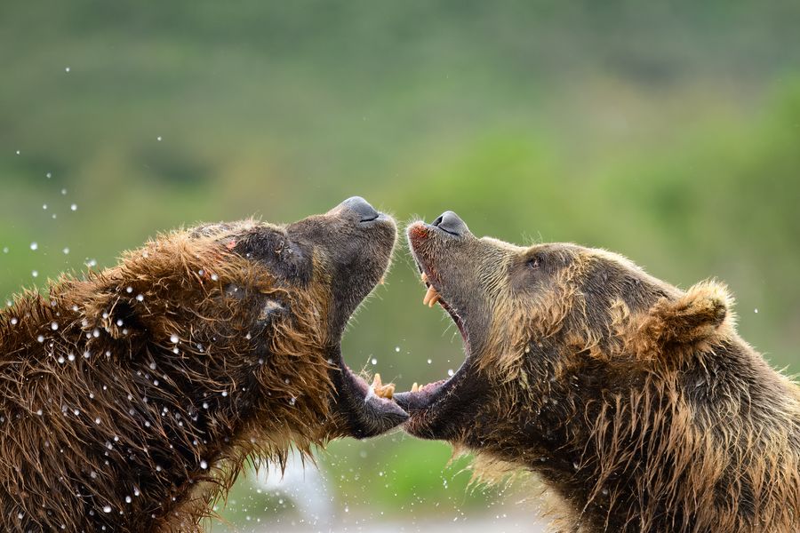 Bloody Bear Fight