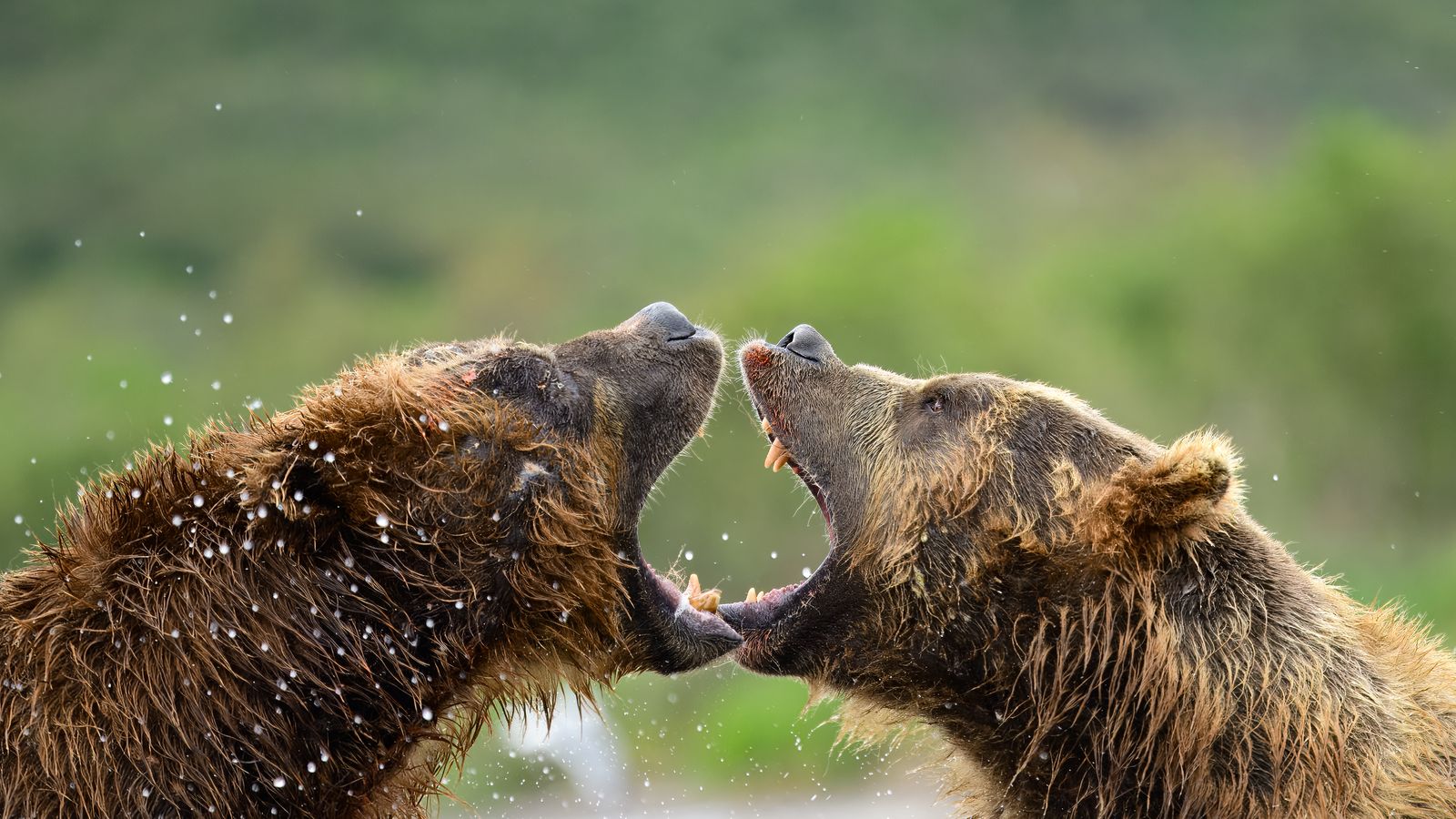 Bloody Bear Fight