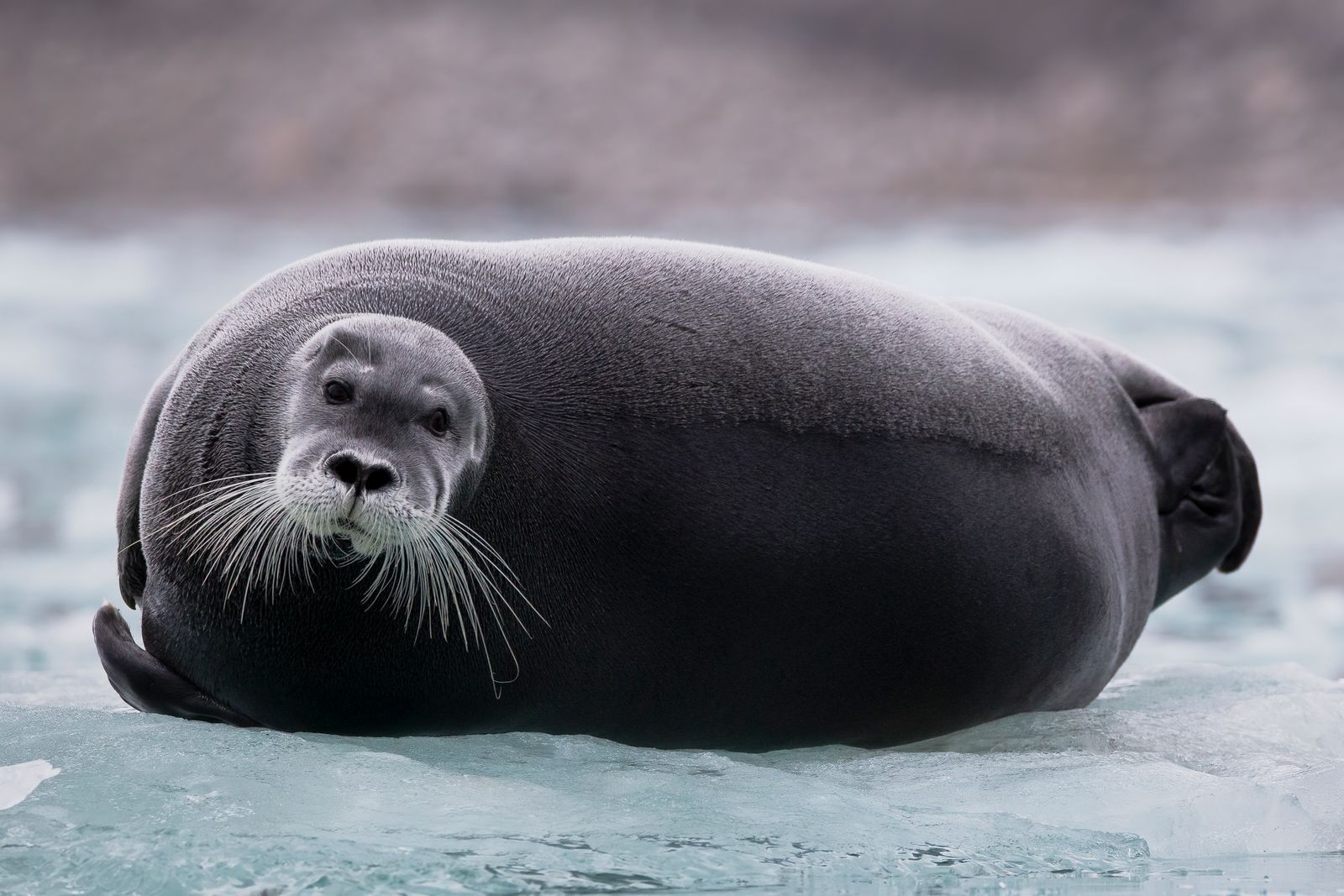 Soulful Seal