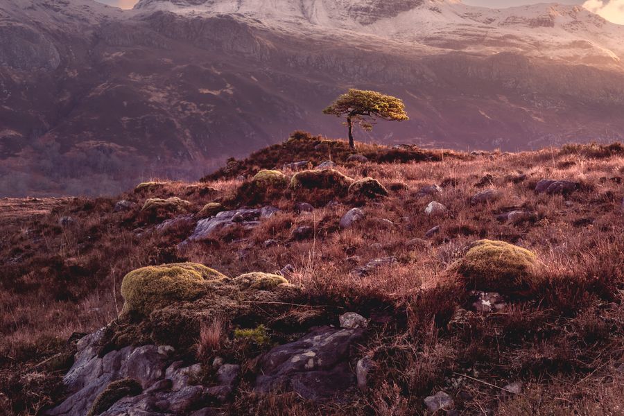 Lone tree at Slioch