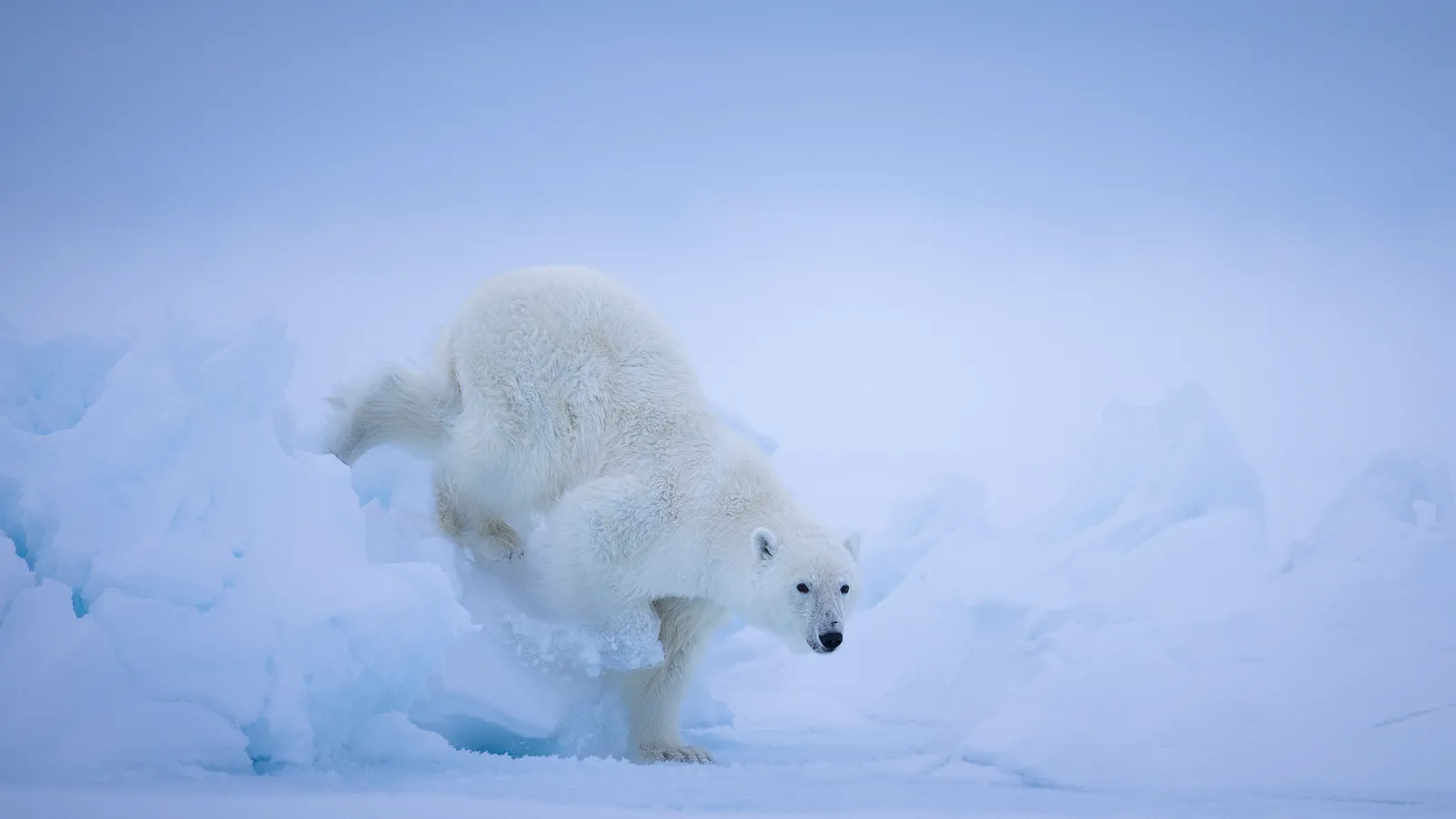 Arctic Wanderer