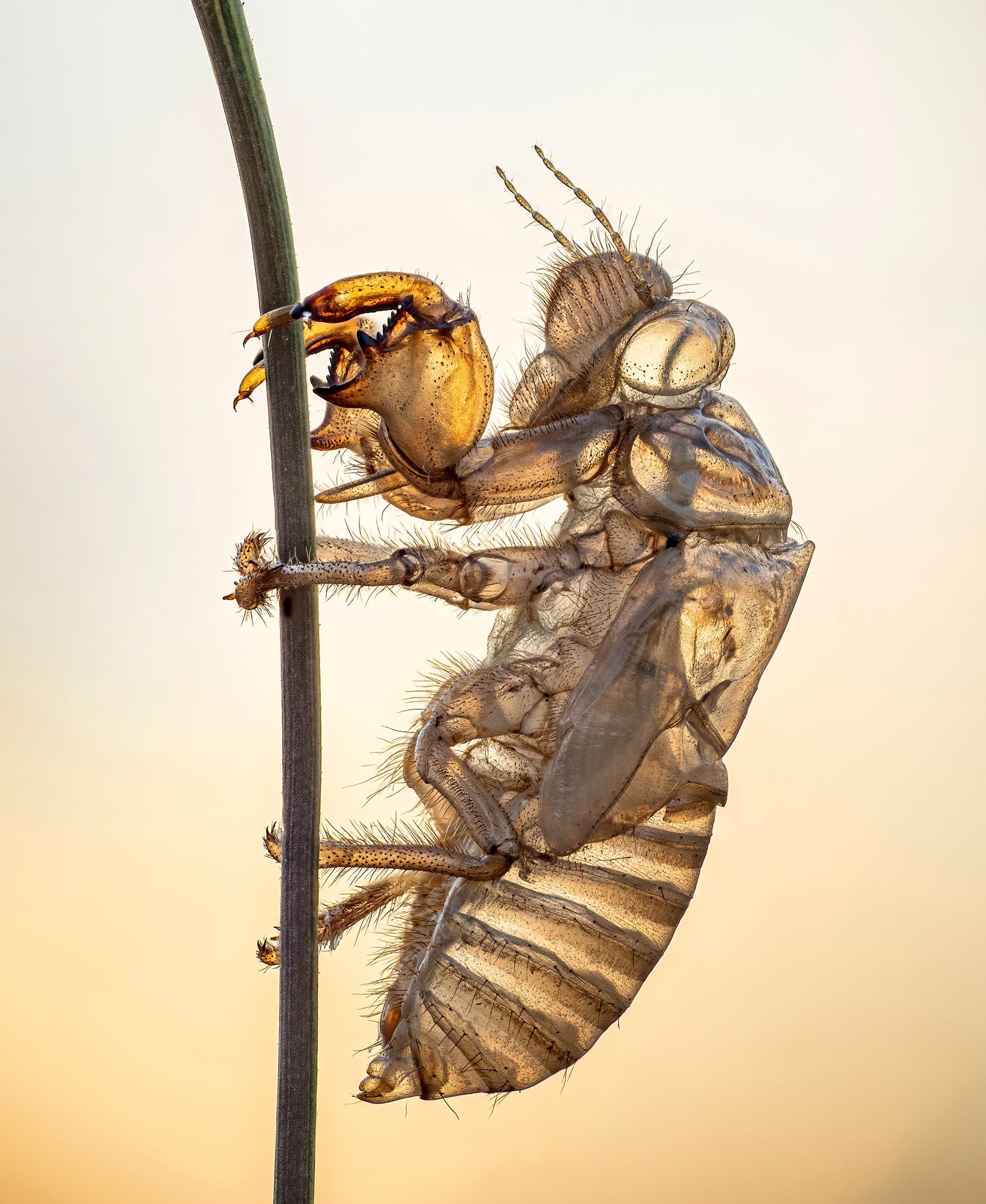 Cicada Exuvia