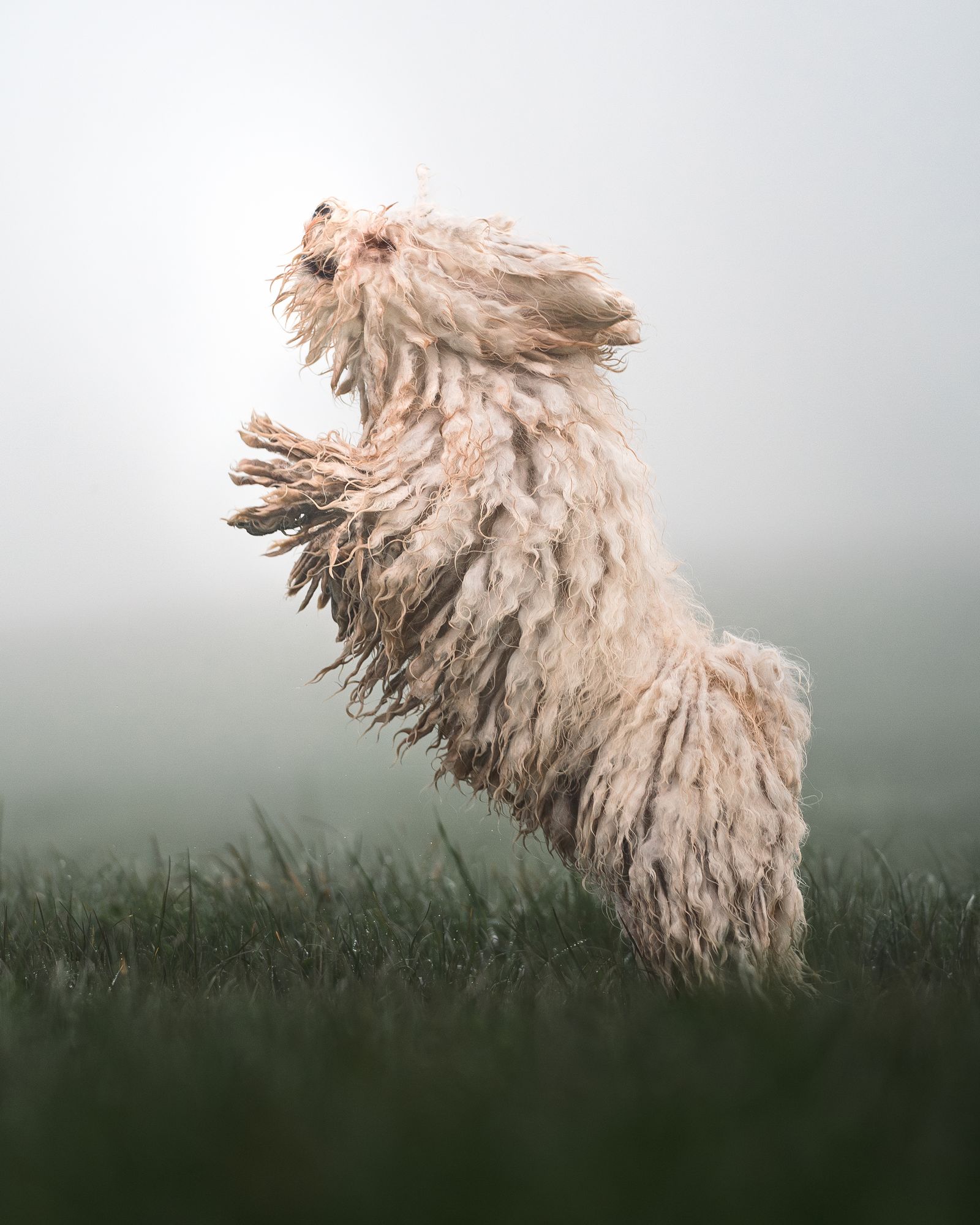 Leaping Mop