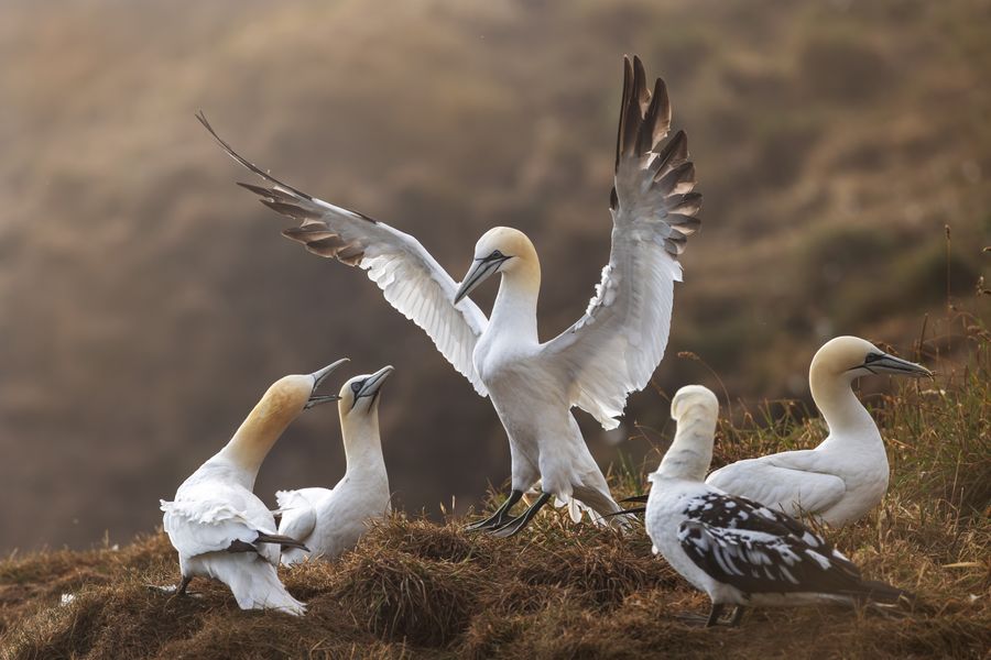Gannet Get Together