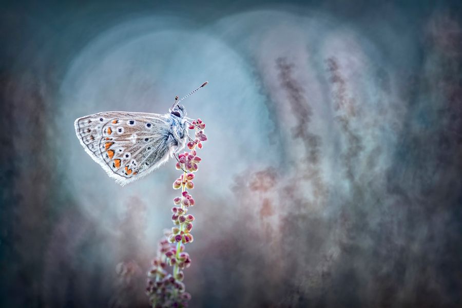 Common Blue Halo