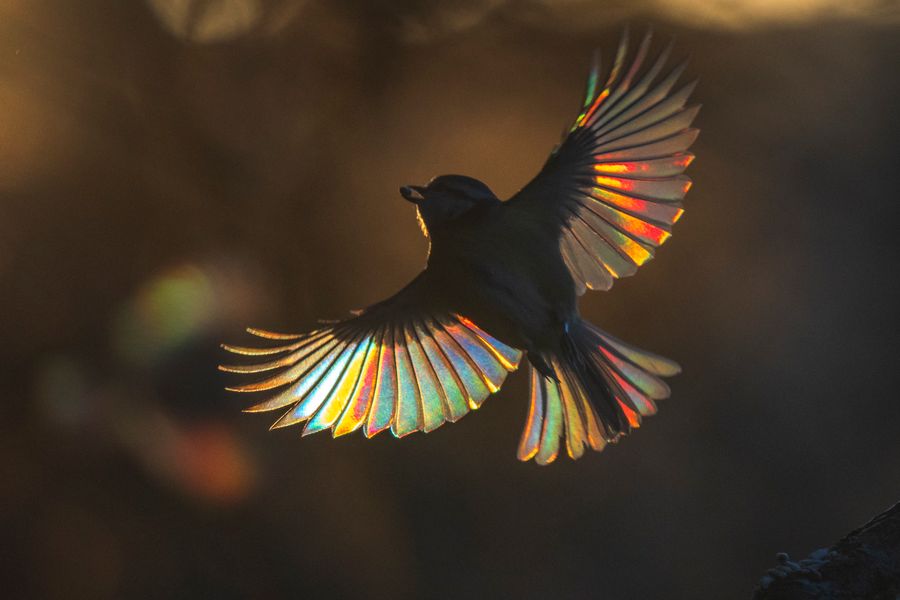 Bluetit Rainbow