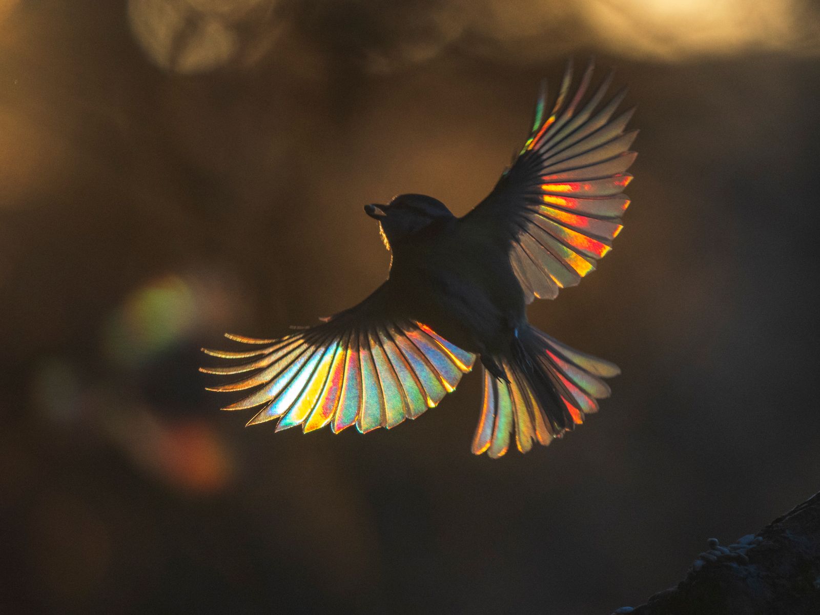 Bluetit Rainbow