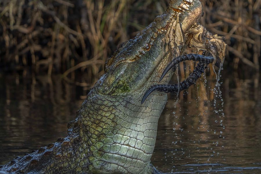 African Crocodile with carcass
