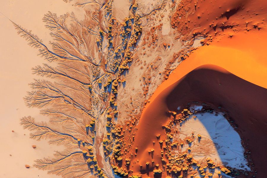 Dune Tree