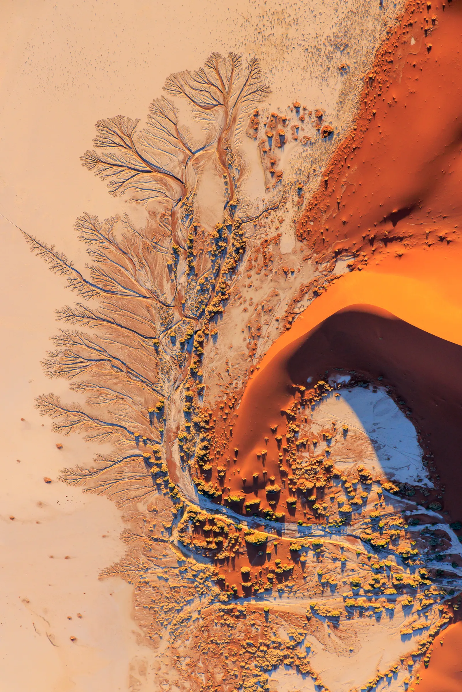 Dune Tree