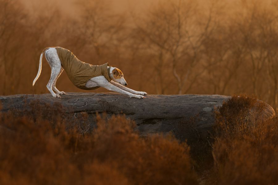 Sun Salutation
