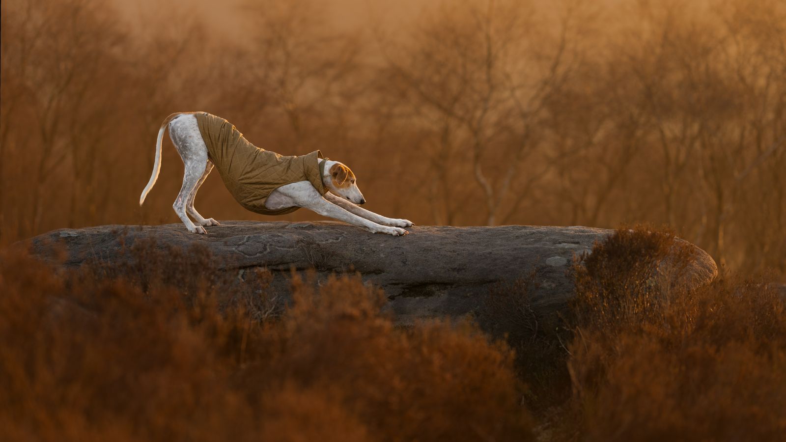 Sun Salutation