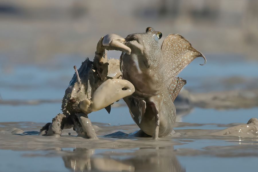 Crab attack