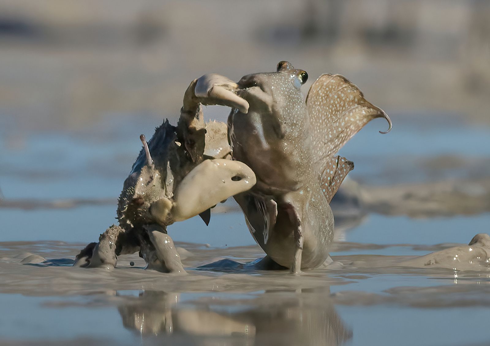 Crab attack
