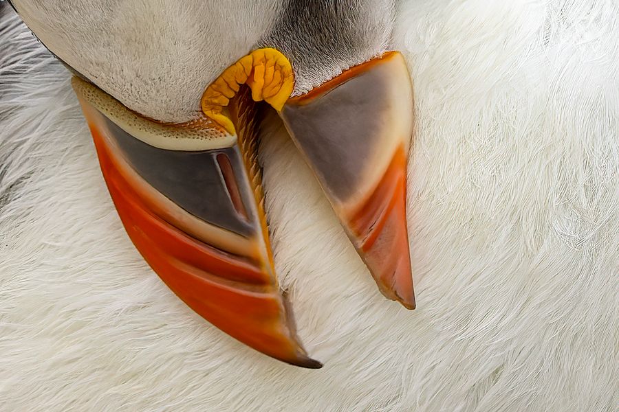 Preening Puffin