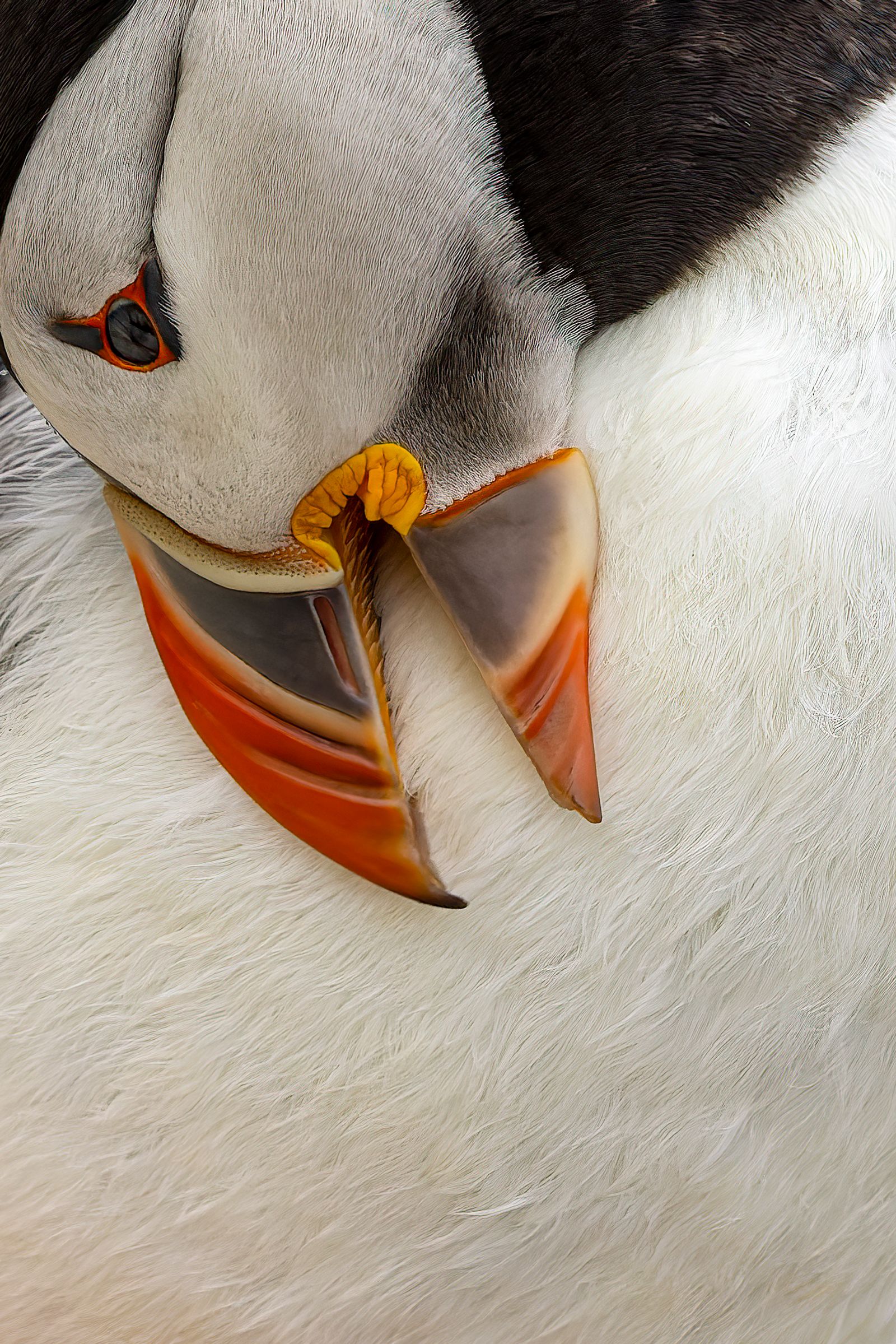 Preening Puffin