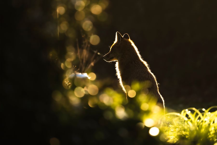 Backlit & Bokeh...