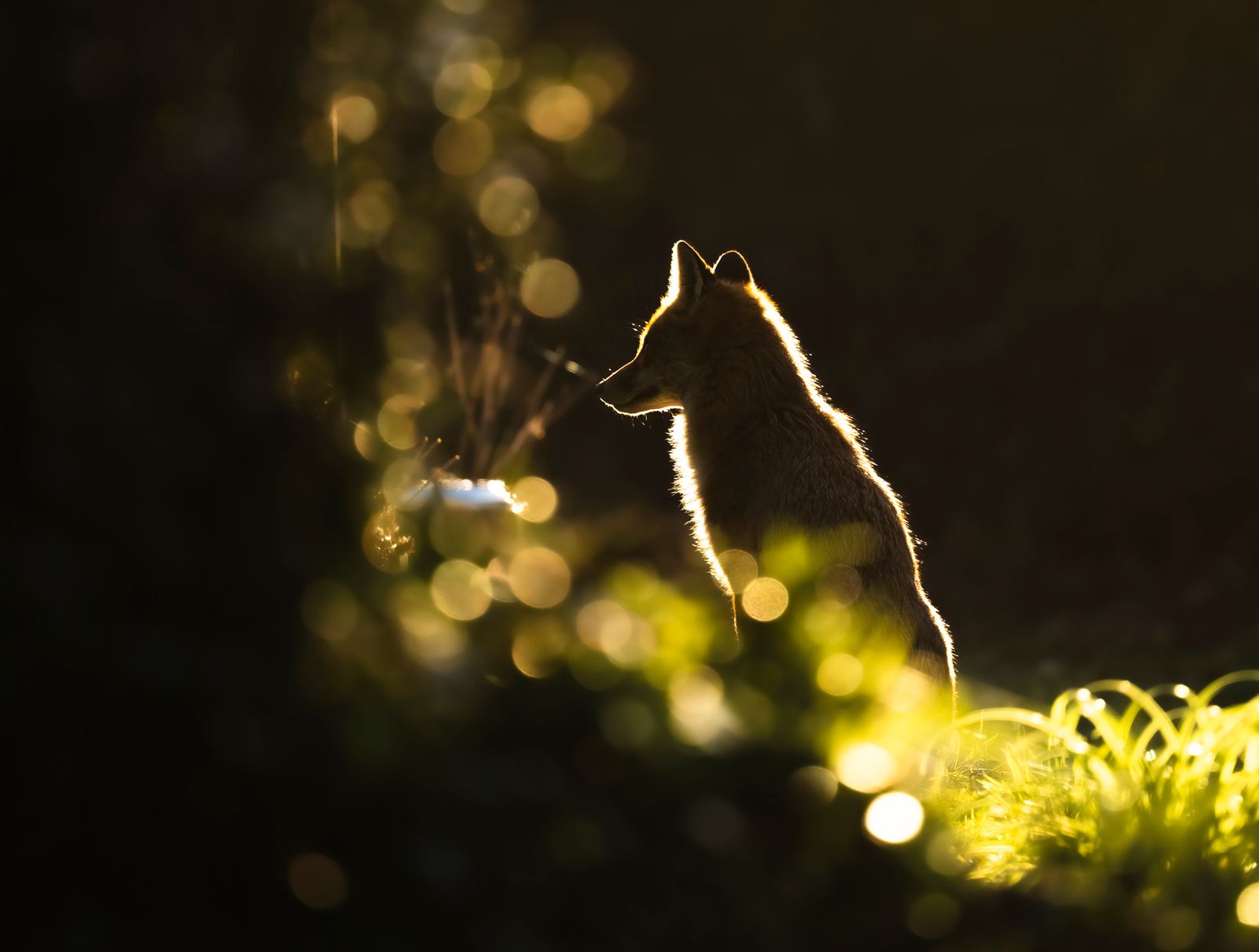 Backlit & Bokeh...