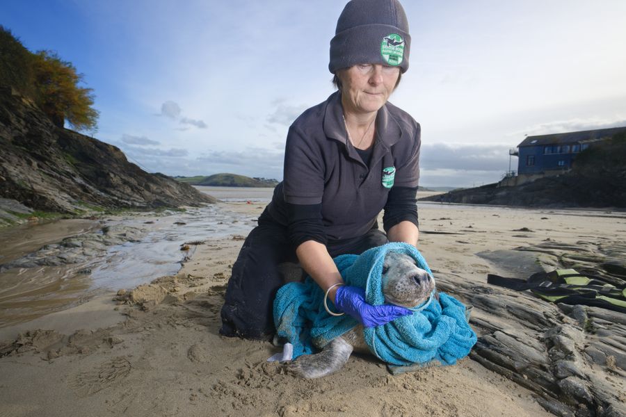 Seal Rescue