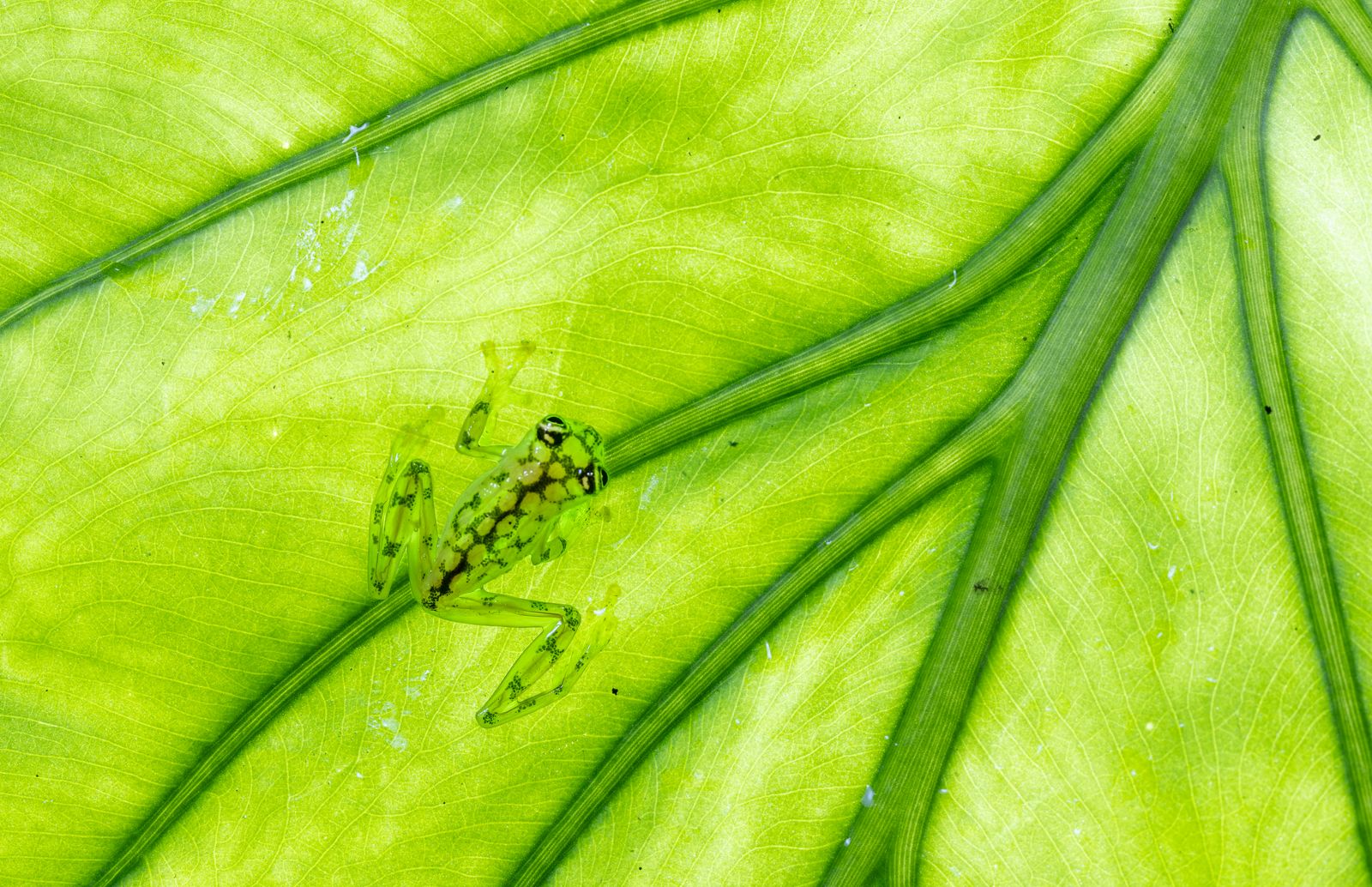 Reticulated glass frog