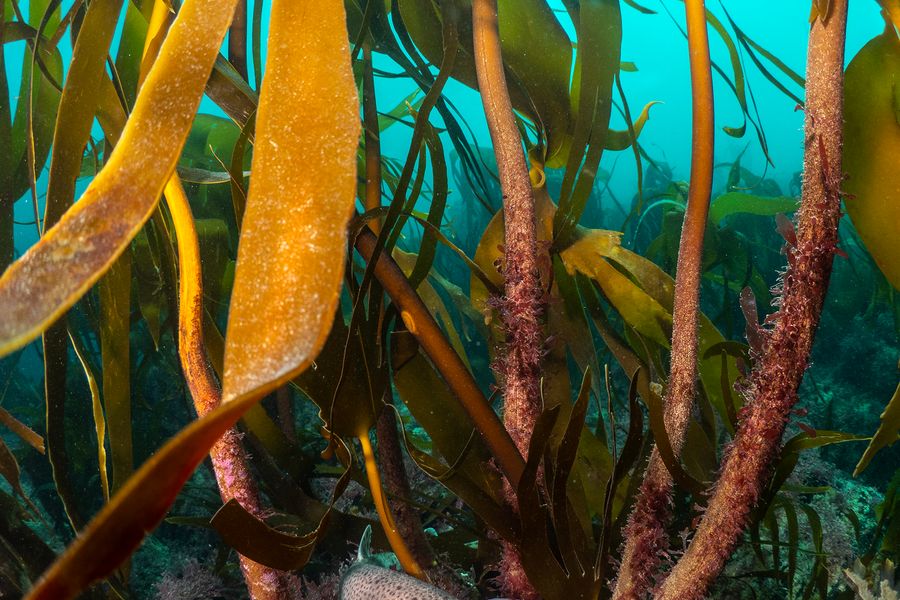 Catshark in Kelp