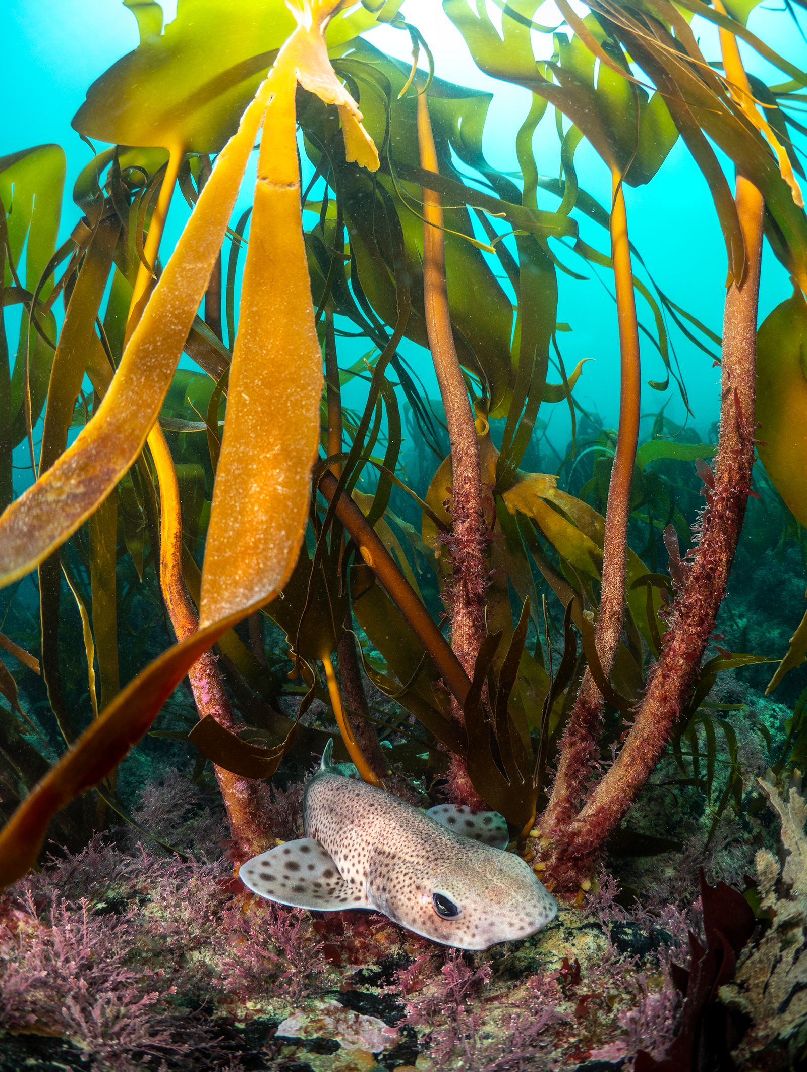 Catshark in Kelp