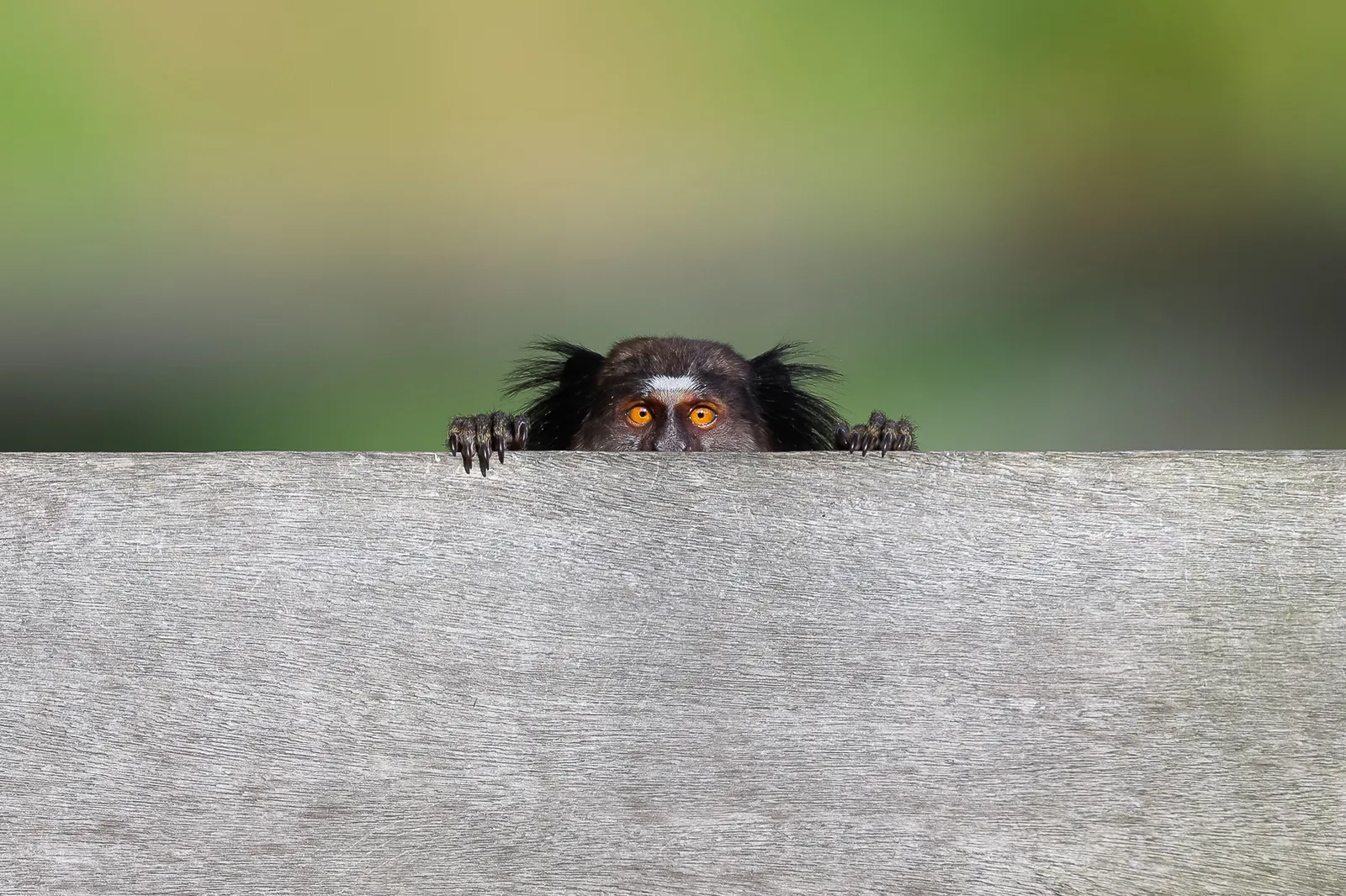 Peeping Tom