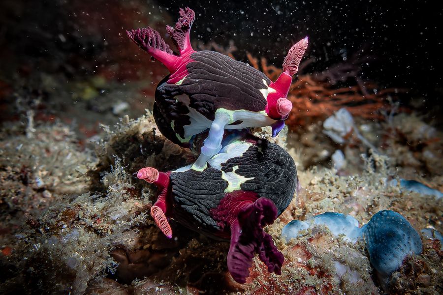 Courtship in colour