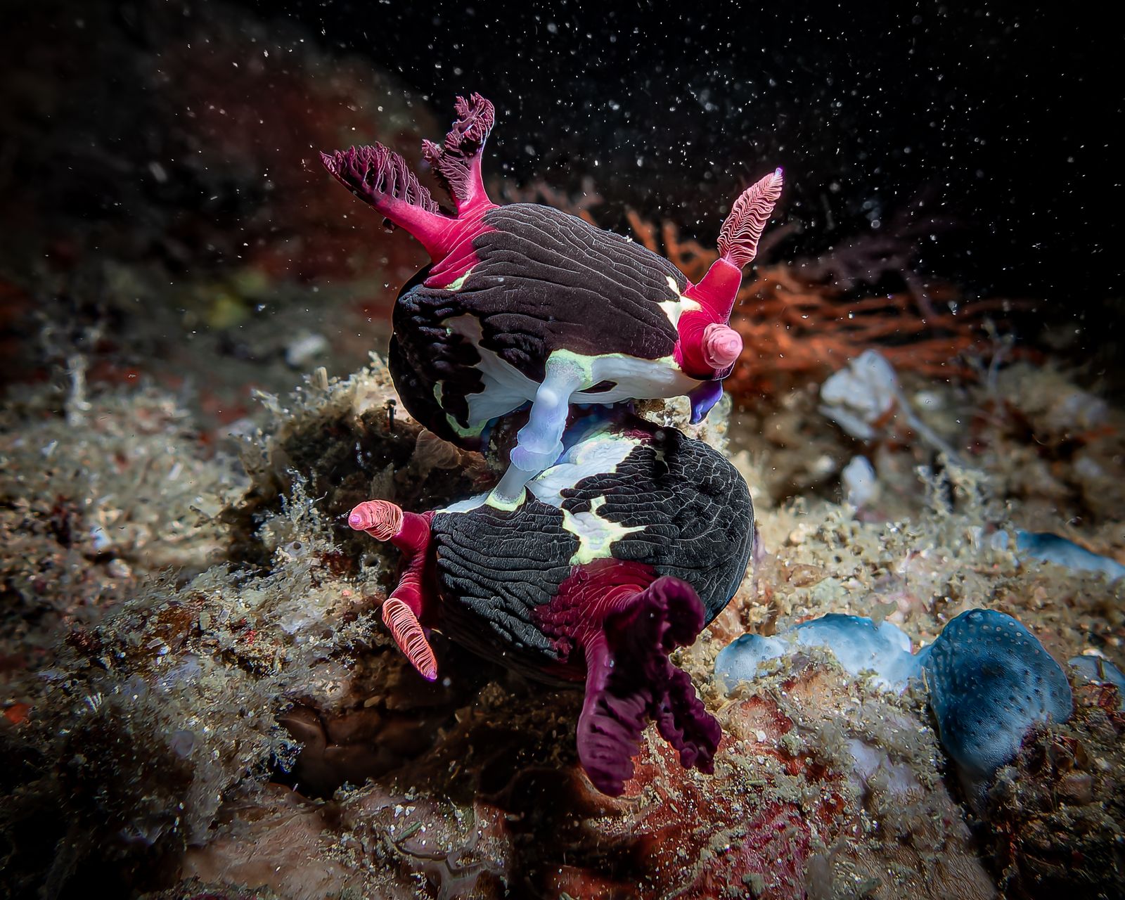 Courtship in colour