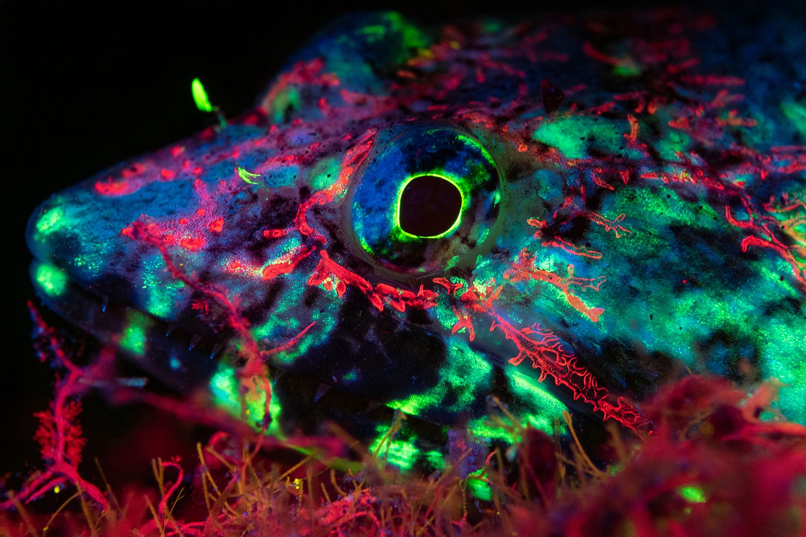 Fluo Lizardfish