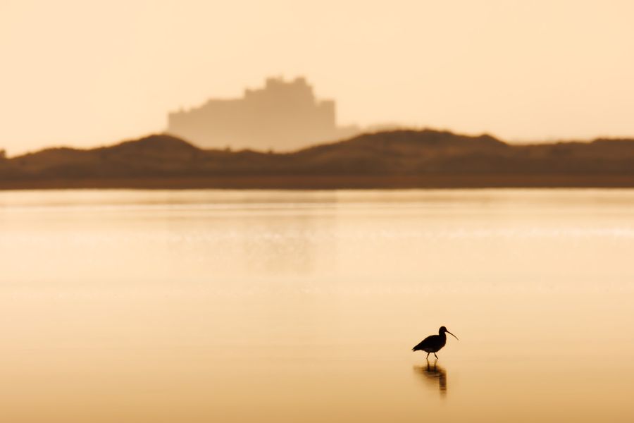 Curlew and Castle