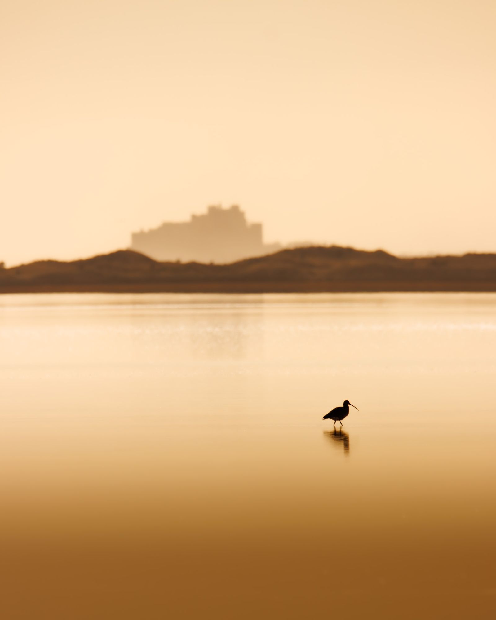 Curlew and Castle