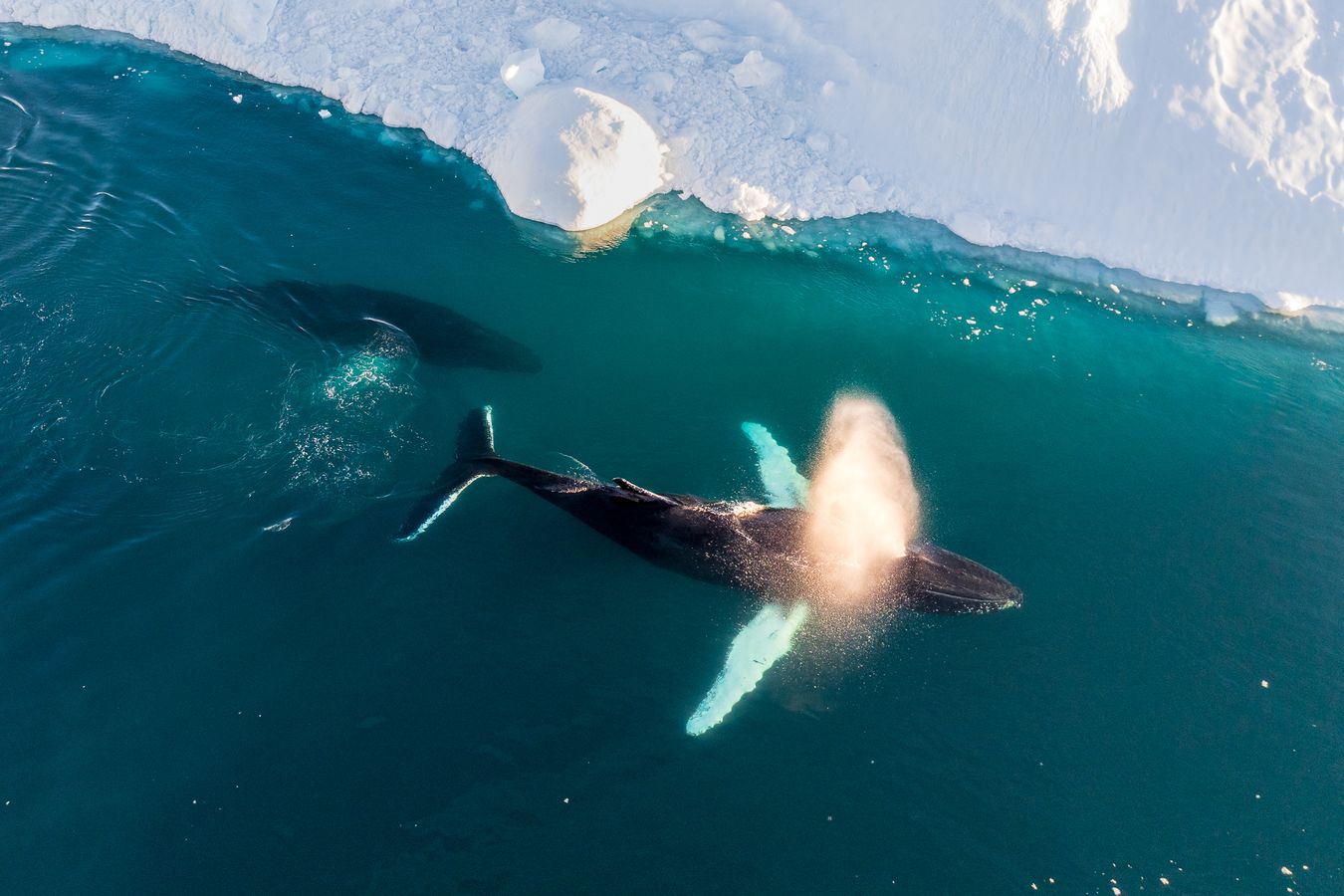 Humpback Whales in the Ice