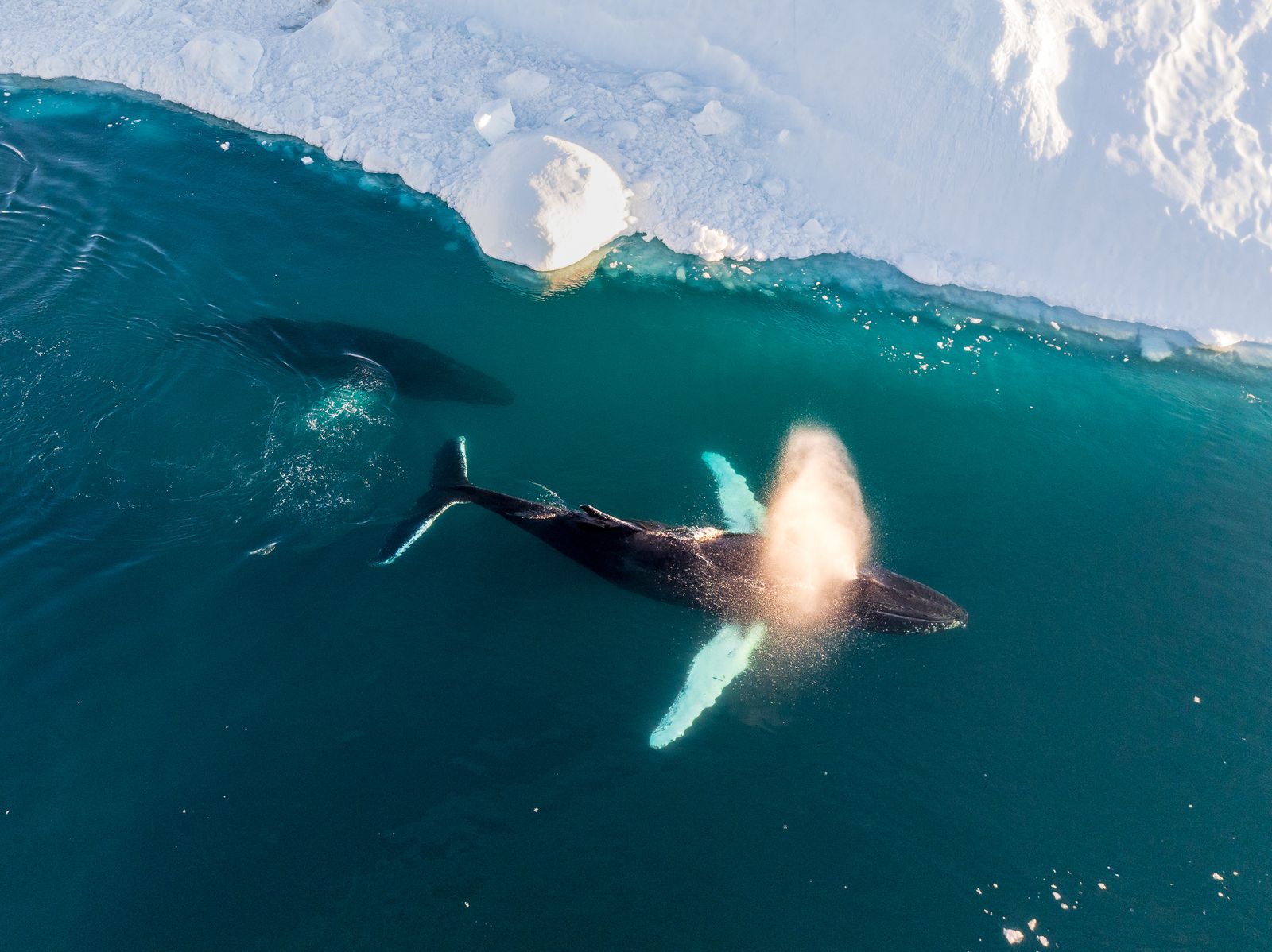 Humpback Whales in the Ice