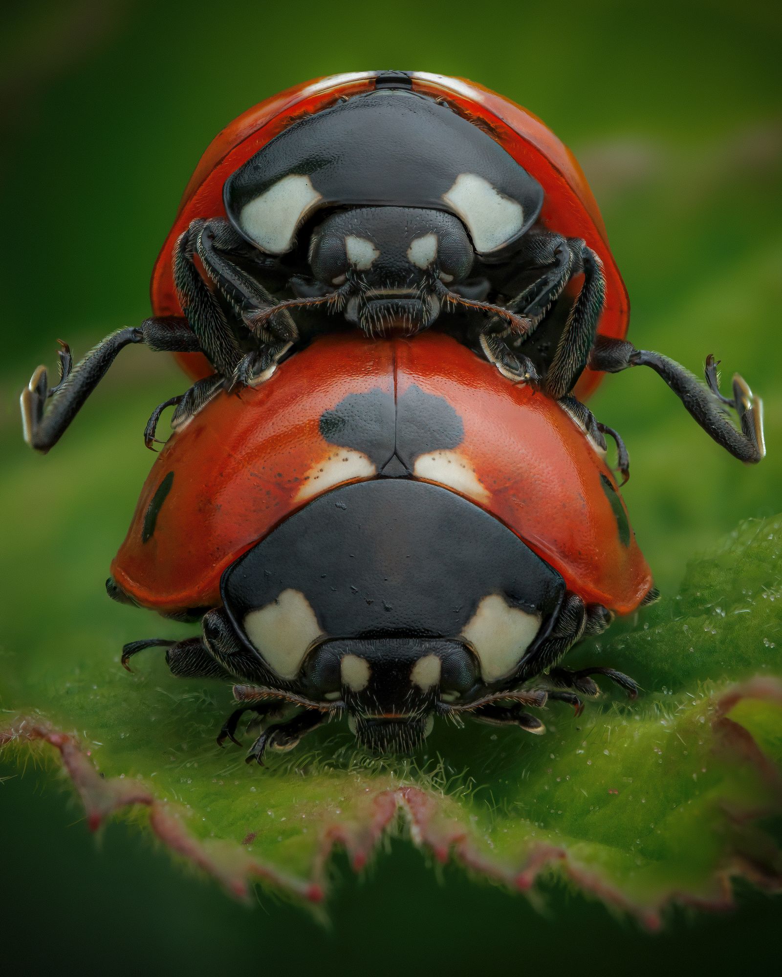 We're just playing leapfrog.. honest!