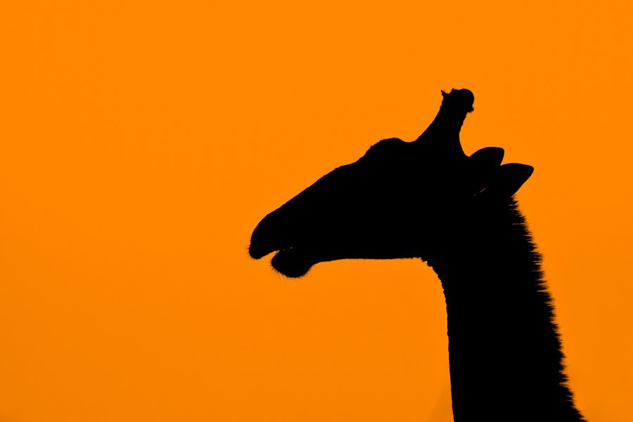 Sunset Giraffe
