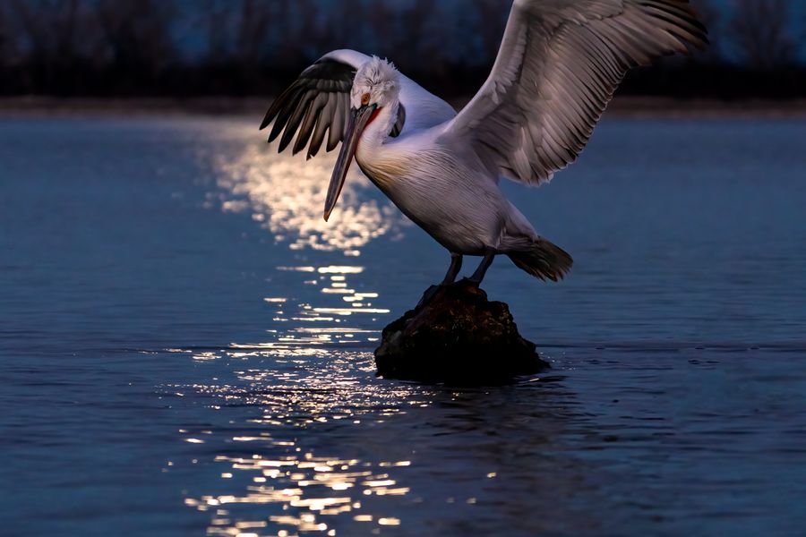 Dalmatian Pelican Early Evening